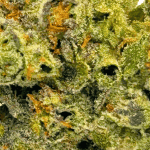 Frumpz (Crop #8) - Craft Cannabis - Image 2