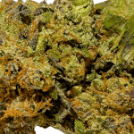 Critical Haze - AAAA - Image 2