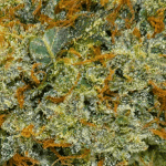 White Fire OG - AAA (1/4 LB - 2 LB) - Image 2
