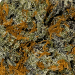 Tropical Punch - AAAA - Image 2