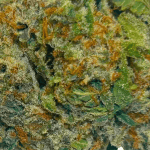Purple Biscotti - AAAA (1/4 LB - 2 LB) - Image 2