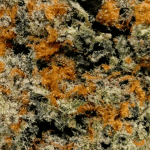 Red Bulls - AAAA (1/4 LB - 2 LB) - Image 2
