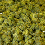 Death Bubba - Popcorn (1/4 LB - 2 LB) - Image 2