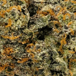 White Truffle - AAAA - Image 2