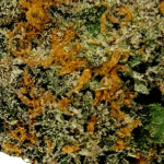 Jealousy - AAAA (1/4 LB - 2 LB) - Image 2