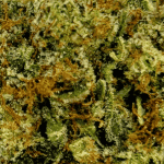 Rockstar Tuna- Craft Cannabis - Image 2