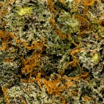 Strawberry Kush - AAAA (1/4 LB - 2 LB) - Image 2