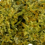 Donkey Butter (Crop #2) - Craft Cannabis - Image 2