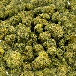 Donkey Butter (Crop #2) - Popcorn (1/4 LB - 2 LB) - Image 2