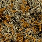 Platinum Cookies - AAAA - Image 2