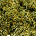Donkey Butter (Crop #3) - Craft Cannabis (1/4 LB - 1 LB) - Image 2