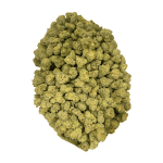 Donkey Butter (Crop #2) - Popcorn (1/4 LB - 2 LB) - Image 4