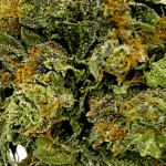 Master Kush - AAA - Image 2