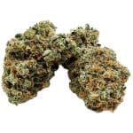 Amnesia AAA Nugs