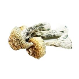 Golden Teacher Mushrooms